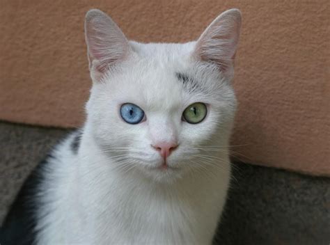 rare eye colors in cats|7 Beautiful Cat Eye Colors & How Rare They Are .